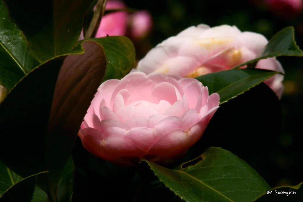 濟州 Camellia Hill 山茶花